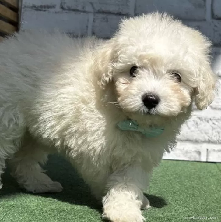 ID:2402-05540の子犬