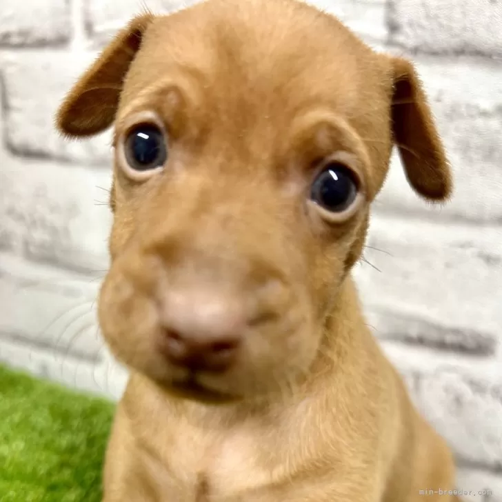 ID：2312-04192の子犬