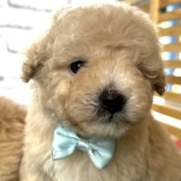 ミックス(ビションフリーゼ×トイプードル)【静岡県・男の子・2024年2月2日・クリーム】の写真「おっとり男の子です♪」