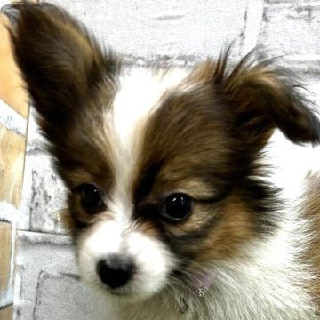 パピヨン【静岡県・女の子・2024年4月28日・ホワイト&ブラウン】の写真「値下げしました。
見学は6／29迄となります」