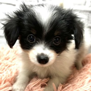 パピヨン【静岡県・女の子・2024年2月1日・トライ】の写真「キョトンととお目目が可愛い🩷」
