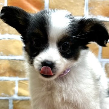 パピヨン【静岡県・女の子・2024年2月15日・トライ】の写真「お目目ぱっちり🐶」