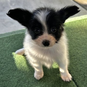 パピヨン【静岡県・女の子・2024年9月5日・トライ】の写真「人懐っこく可愛い女の子です❣️」