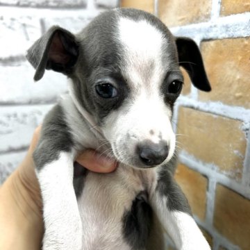 イタリアングレーハウンド【静岡県・男の子・2024年6月15日・ブルー&ホワイト】の写真「可愛く成長中です！」