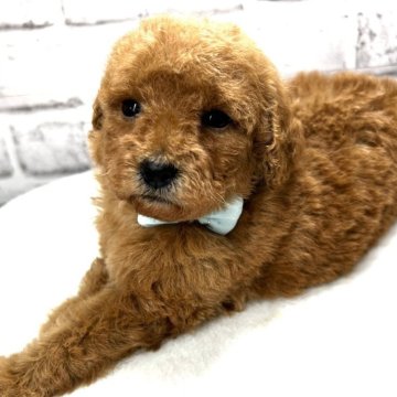トイプードル(トイ)【静岡県・女の子・2024年1月31日・レッド】の写真「おすまし美人ちゃん❣️」