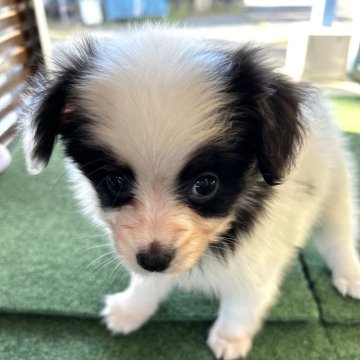 パピヨン【静岡県・女の子・2024年9月5日・トライ】の写真「可愛いお顔の女の子です❣️」