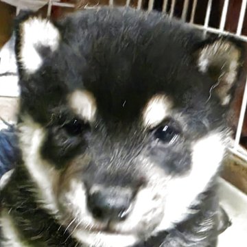 柴犬(豆柴)【高知県・男の子・2025年4月26日・ブラツクタン】の写真「クリクリしていてとても可愛いです。」