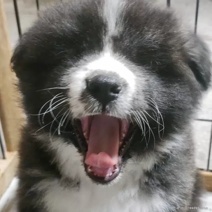 ID：2405-06215の子犬