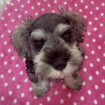 ミニチュアシュナウザー【愛知県・男の子・2025年8月9日・ソルト&ペッパー】の写真「少し抜けてる元気いっぱいな男の子🤍」