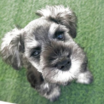 ミニチュアシュナウザー【愛知県・男の子・2025年8月7日・ソルト&ペッパー】の写真「人が大好き、元気な男の子！」