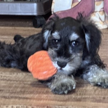 ミニチュアシュナウザー【愛知県・男の子・2025年8月16日・ブラック&シルバー】の写真「ちょっとビビりな男の子🤍」