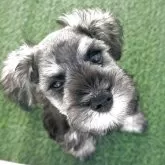 ミニチュアシュナウザー【愛知県・男の子・2025年8月7日・ソルト&ペッパー】の写真1