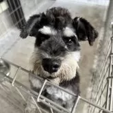 ミニチュアシュナウザー【愛知県・男の子・2023年5月19日・ブラック&シルバー】の写真1「モヒカン君🤍」