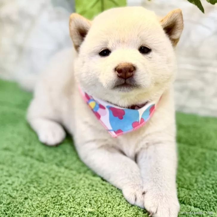 ID:2507-03879の子犬