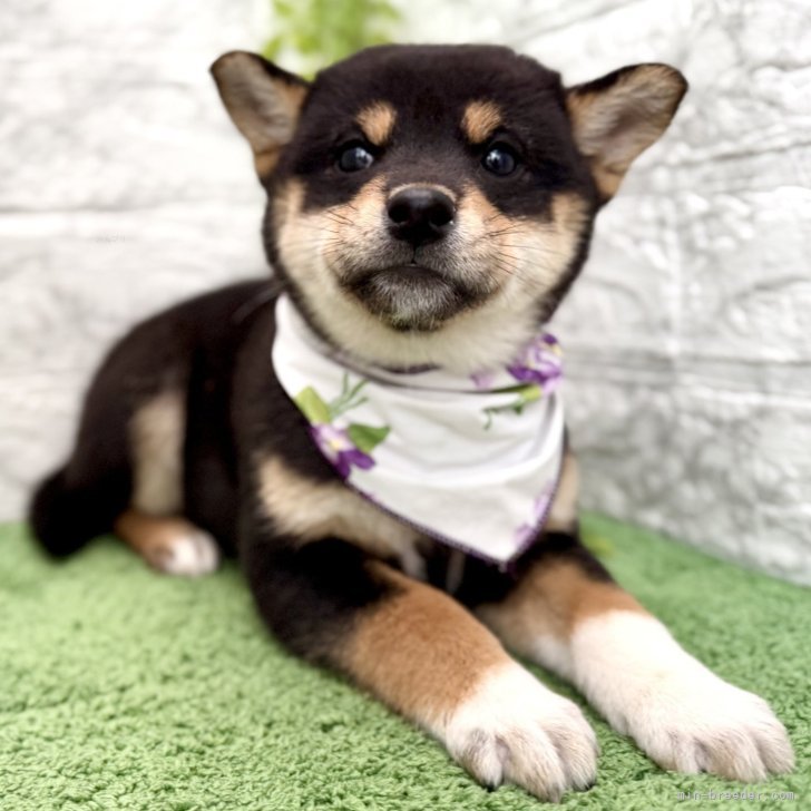 ブリーダー画像