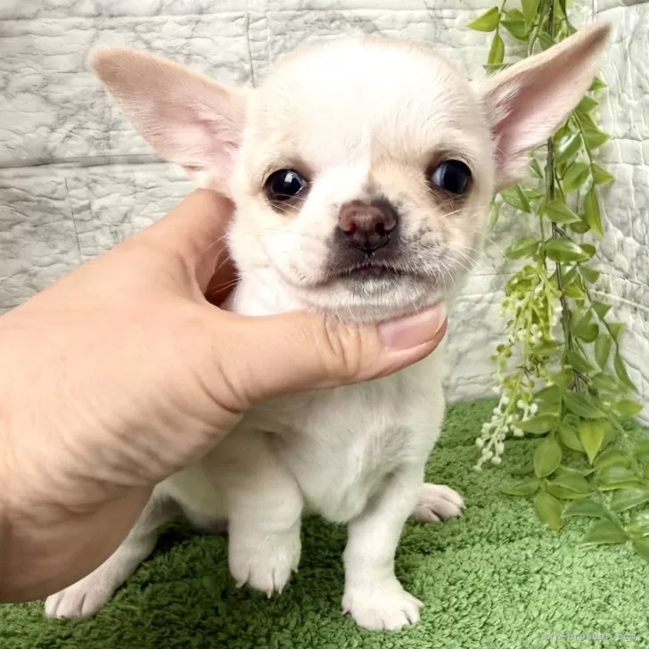 ID：2511-01283の子犬