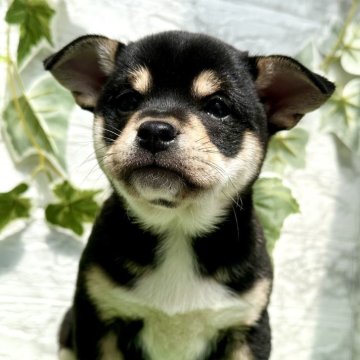 ミックス(チワワ×柴犬)【埼玉県・男の子・2025年1月26日・ブラックタン】の写真「チワ柴のブラックタンの男の子❤️」