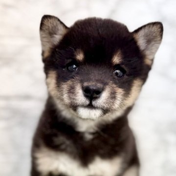 柴犬(豆柴)【埼玉県・女の子・2025年10月4日・黒】の写真「豆柴より小さな小豆柴の女の子❤️」