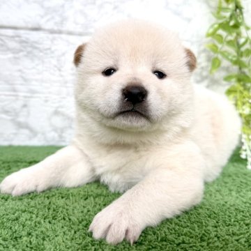 柴犬(標準サイズ)【埼玉県・男の子・2025年10月3日・白】の写真「シロクマみたいな可愛い男の子❤️」