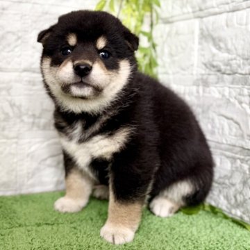 柴犬(標準サイズ)【埼玉県・男の子・2025年9月5日・黒】の写真「柄のキレイなイケメン君♪」