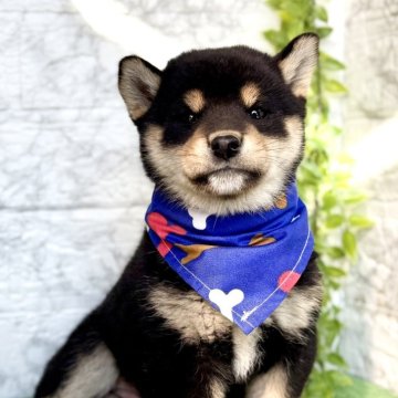 柴犬(標準サイズ)【埼玉県・男の子・2025年9月5日・黒】の写真「モフモフでおっとりの小さめなイケメン君♪」