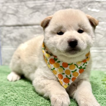 柴犬(標準サイズ)【埼玉県・男の子・2025年10月3日・白】の写真「シロクマみたいな可愛い男の子❤️」