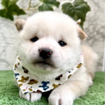 柴犬(豆柴)【埼玉県・男の子・2025年2月20日・白】の写真「小さな白柴くん！」