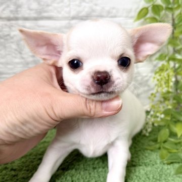 チワワ(スムース)【埼玉県・女の子・2025年9月20日・ホワイトクリーム】の写真「タレ目のツルツルな可愛い女の子❤️」