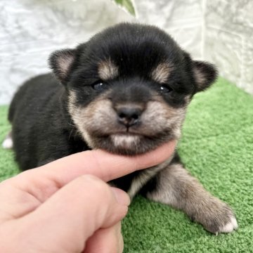 ミックス(チワワ×柴犬)【埼玉県・女の子・2025年1月10日・ブラックタン】の写真「チワ柴のモフモフのおっとりした女の子❤️」