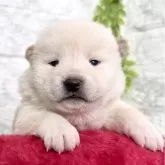 柴犬(標準サイズ)