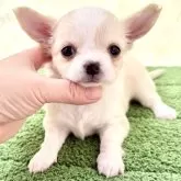 チワワ(ロング)