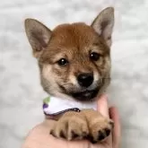 豆柴