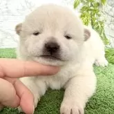 柴犬(標準サイズ)