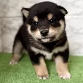 柴犬(標準サイズ)
