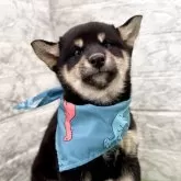 柴犬(標準サイズ)