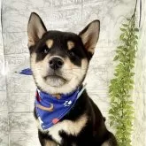 柴犬(標準サイズ)