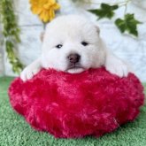 柴犬(標準サイズ)