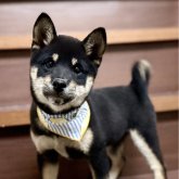 柴犬(豆柴)