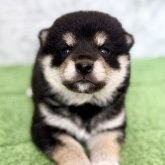柴犬(豆柴)