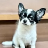 チワワ(ロング)【埼玉県・女の子・2025年2月2日・ホワイトブラックタン】の写真1