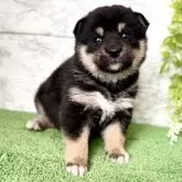 柴犬(標準サイズ)