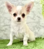 チワワ(ロング)【埼玉県・女の子・2025年9月20日・クリームホワイト】の写真2