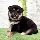 柴犬(標準サイズ)【埼玉県・男の子・2025年9月5日・黒】の写真5
