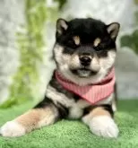 柴犬(標準サイズ)【埼玉県・女の子・2025年1月21日・黒】の写真6