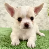 チワワ(ロング)【埼玉県・男の子・2025年9月20日・クリームホワイト】の写真7