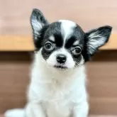 チワワ(ロング)【埼玉県・女の子・2025年2月2日・ホワイトブラックタン】の写真8