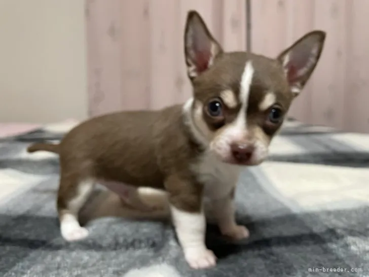 ID：2208-03294の子犬