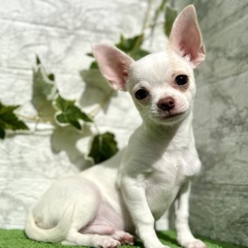 チワワ(スムース)【埼玉県・男の子・2024年7月21日・ホワイト&クリーム】の写真「モデル犬みたいなお顔の男の子🎶」