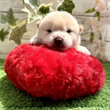 柴犬(豆柴)【埼玉県・女の子・2024年3月23日・白】の写真「シロクマのぬいぐるみ🧸みたいな女の子🎶」