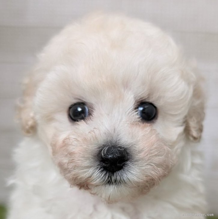 ブリーダー画像